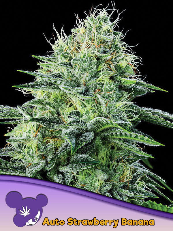 Strawberry Banana Auto, Chiquita Banana x Strawberry Amnesia Auto