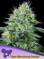 Bild in Galerie laden, Strawberry Banana Auto, Chiquita Banana x Strawberry Amnesia Auto