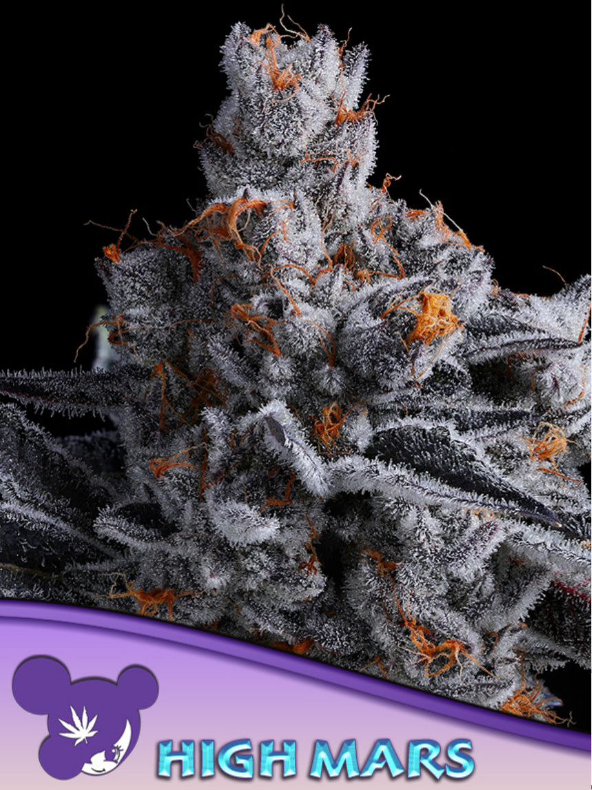 High Mars, Lost Tribe x Bombsicle