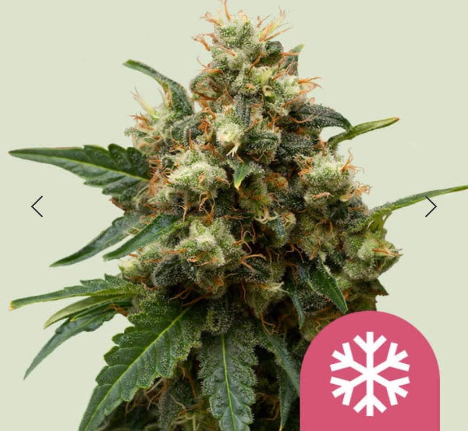 Ice, Afghan x Northern Light x Skunk
