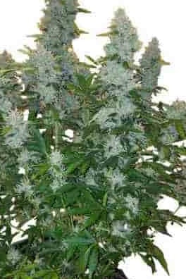 Gorilla Glue Auto, Gorilla Glue#4 x Ruderalis Indica