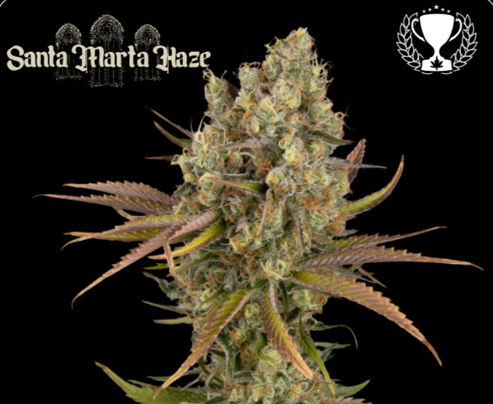 Santa Marta Haze© Amnesia Haze, Colombian Jungle Haze, Amnesia Auto, Cup Winner, Best Sativa Auto 2022