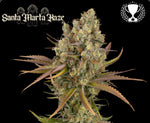 Bild in Galerie laden, Santa Marta Haze© Amnesia Haze, Colombian Jungle Haze, Amnesia Auto, Cup Winner, Best Sativa Auto 2022