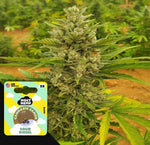 Bild in Galerie laden, Sour Diesel Auto