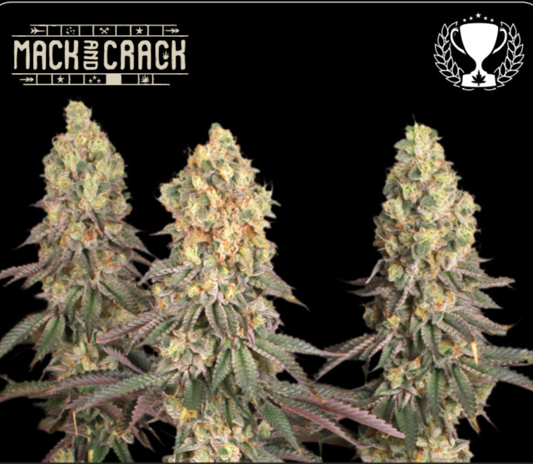 MACK & CRACK© FEM, The Mac (AKA Mac1 AKA miracle alien cookies) x Green Crack, Extracts- Amsterdam Coffeeshop Awards