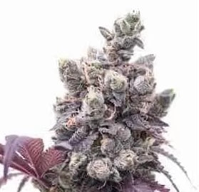 Gelato #33 Auto