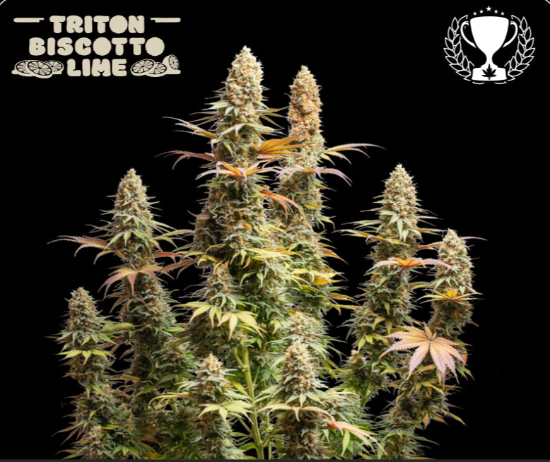 TRITON BISCOTTO LIME© FEM, Oreoz Mintz/ Lemon Tree. 2. Best Sativa Strain, Clouds in the City, 3. Flores interior - La copa de las Flores