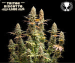 Bild in Galerie laden, TRITON BISCOTTO LIME© FEM, Oreoz Mintz/ Lemon Tree. 2. Best Sativa Strain, Clouds in the City, 3. Flores interior - La copa de las Flores