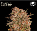 Bild in Galerie laden, Apollo Black Cherry X Black Domina Auto, Best Auto Strain 2022