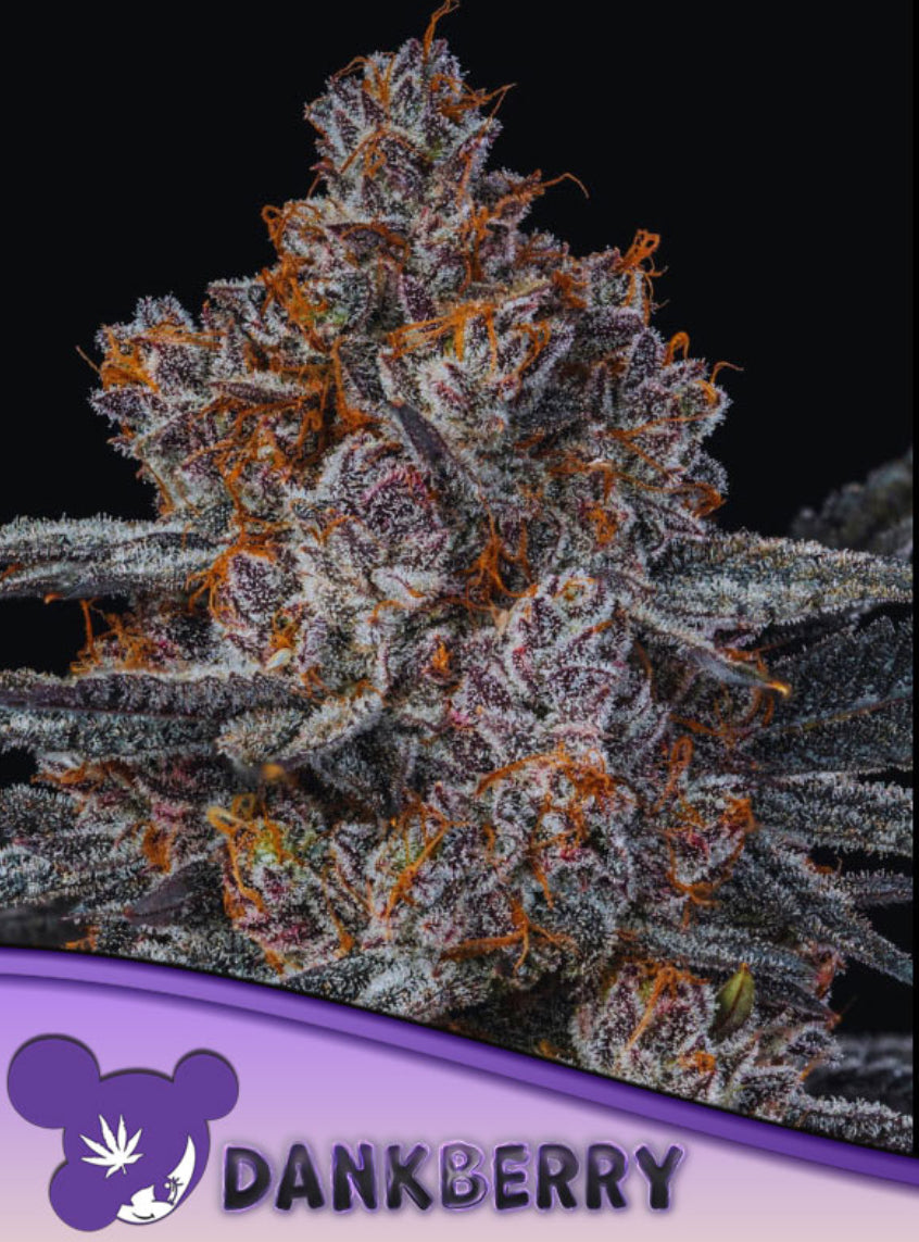 Dankberry, Little Devil x Skunkberry