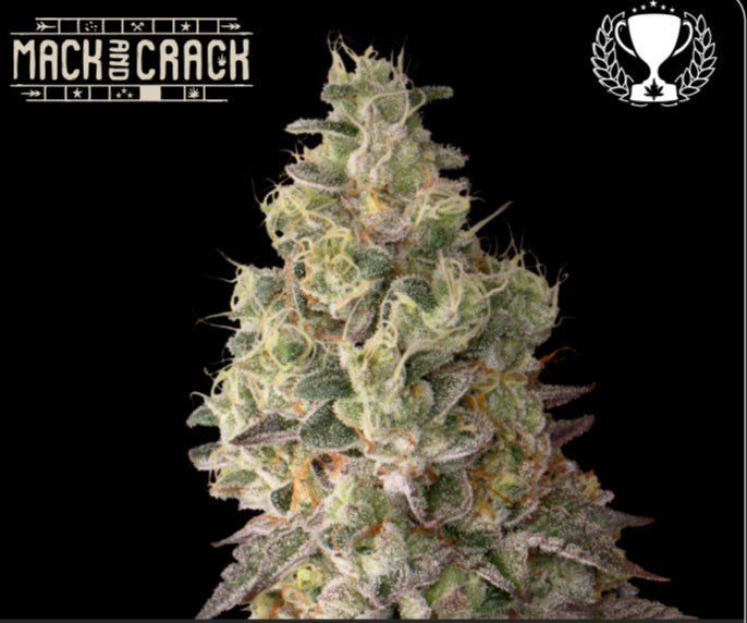 MACK & CRACK© AUTOFLOWER, Mack and Crack X Green Crack Auto, 3rd Best Auto Sativa - Autoflower World Cup