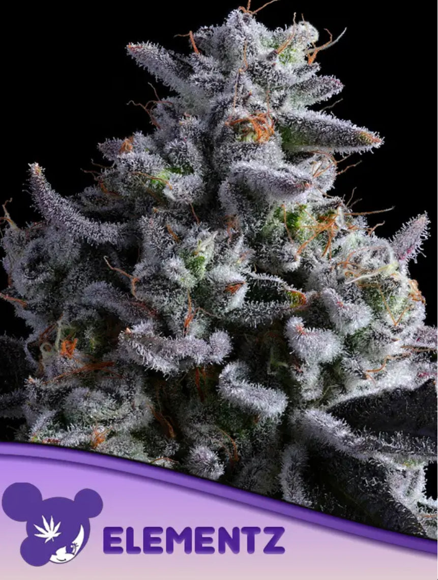 Elementz, GM-UhOh x Epic Buzz