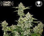 Bild in Galerie laden, CANDY DAWG© AUTO, (Candy Kush X Chem Dawg) X OG Kush, 1º Best Indica - Autoflower World Cup, 1º European Plant of the Year- Autoflower- Soft Secrets