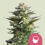 Bild in Galerie laden, Amnesia Haze