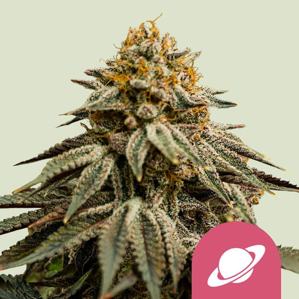 Royal Skywalker aka Skywalker, Skywalker OG, Blueberry x Mazar