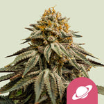Bild in Galerie laden, Royal Skywalker aka Skywalker, Skywalker OG, Blueberry x Mazar