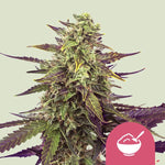 Bild in Galerie laden, Cereal Milk Y Life (Girl Scout Cookies x Cherry Pie) x Snowman