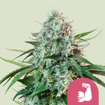 Bild in Galerie laden, HulkBerry aka Bruce Banner, OG Banner, OG Kush x Strawberry Diesel