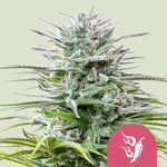Bild in Galerie laden, Speedy Chile (Fast Flowering) Early Skunk x Skunk x Chile Indica