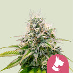 Bild in Galerie laden, Kali Dog Chemdawg x Sour Diesel
