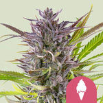 Bild in Galerie laden, Green Gelato aka Gelato, Larry Bird, Gelato #42, Sunset Sherbet x Thin Mint Girl Scout Cookies