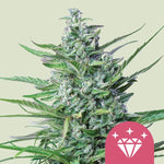 Bild in Galerie laden, Special Kush 1! Afghan x Kush