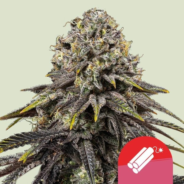 Tyso – Dynamite Diesel