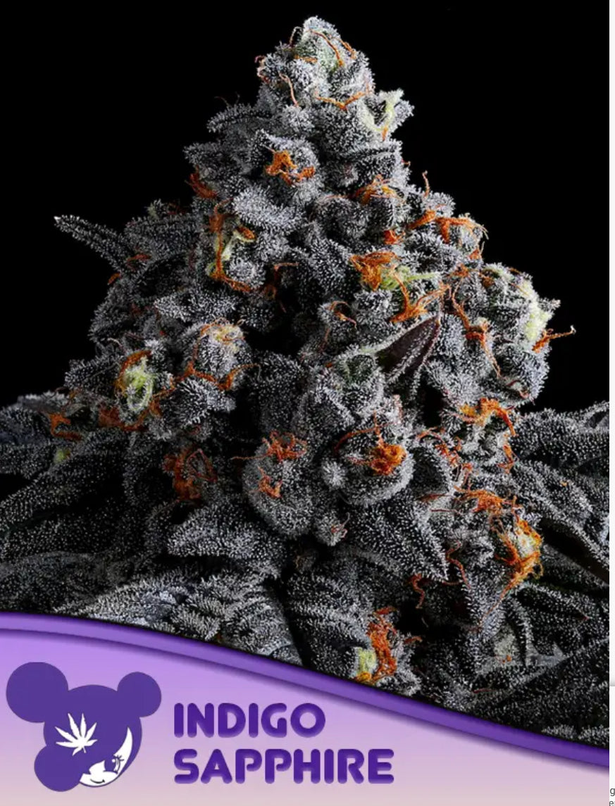 Indigo Sapphire, Imperium X/ Violet Fog