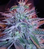 Bild in Galerie laden, Fat Blueberry Auto, DJ Short Blueberry x Ruderalis Indica