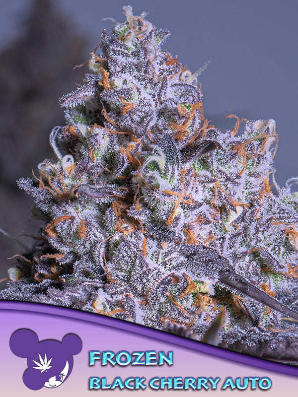 Frozen Black Cherry Auto®