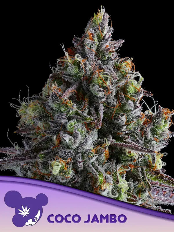 Coco Jambo, Tropical Burst x Coconut Milk