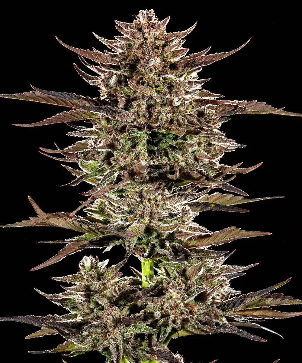 Frosted Zinn x 3 Bears OG Auto Strain