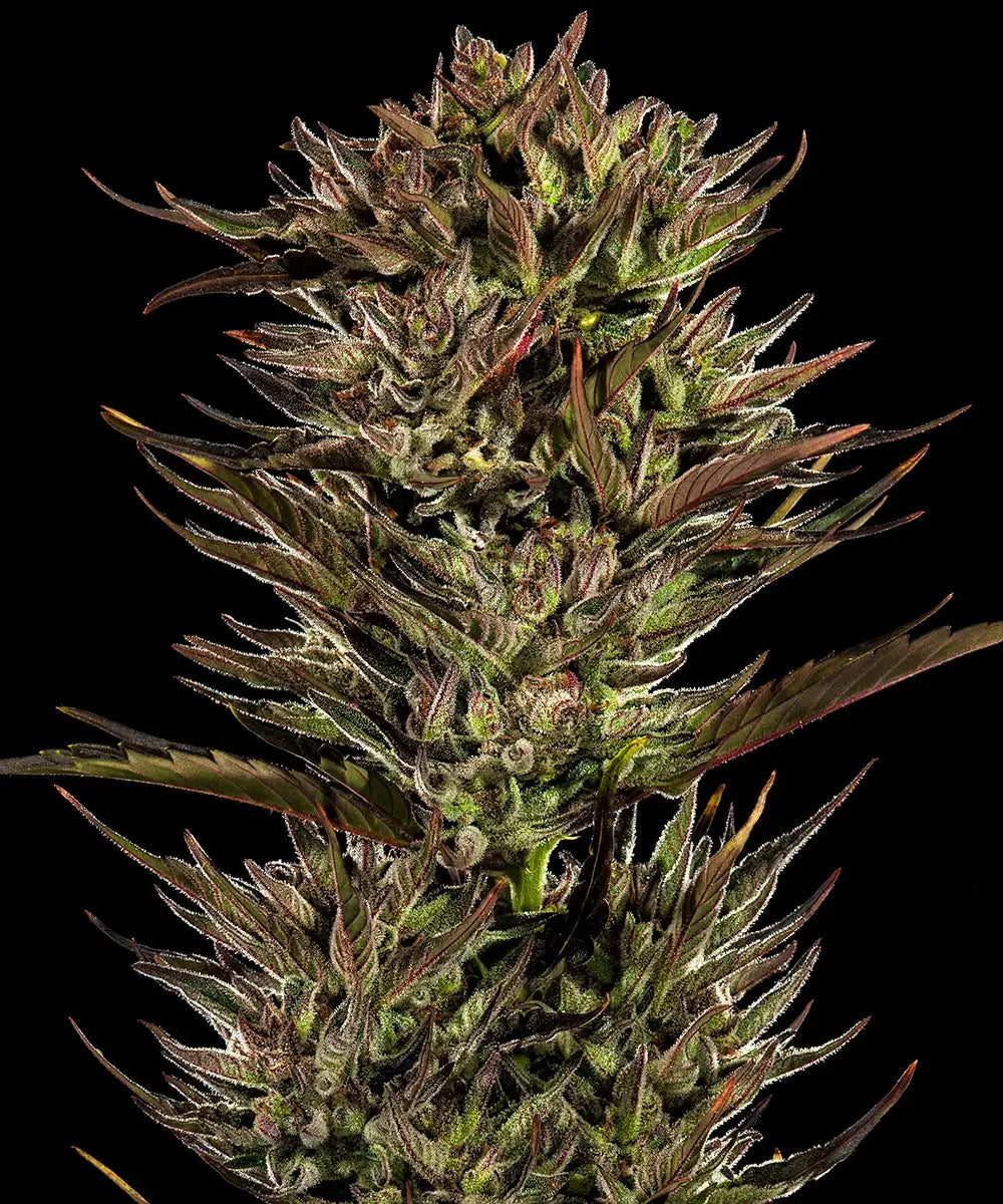 Thin Mint x Sour Pinot Auto Strain