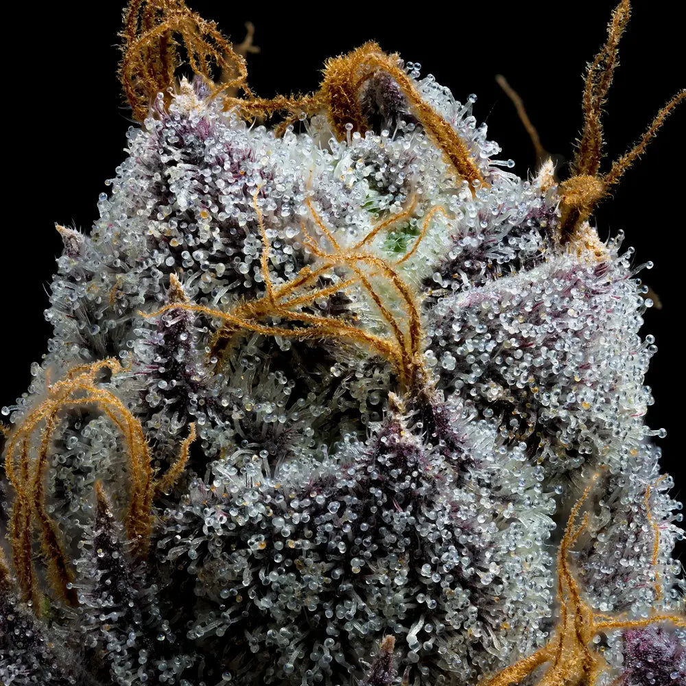White Runtz Strain, Gelato x Original Z Strain