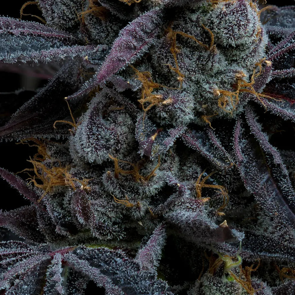 White Runtz Strain, Gelato x Original Z Strain
