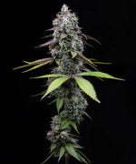 Bild in Galerie laden, Zoap Strain, Pink Guava #16 x Rainbow Sherbet