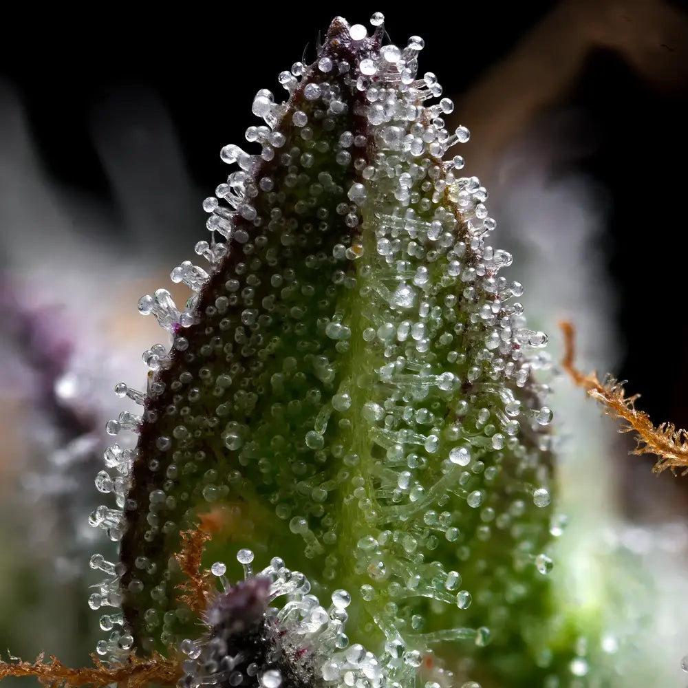 Zoap Strain, Pink Guava #16 x Rainbow Sherbet