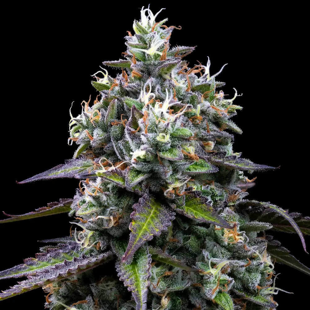 Zoap Strain, Pink Guava #16 x Rainbow Sherbet