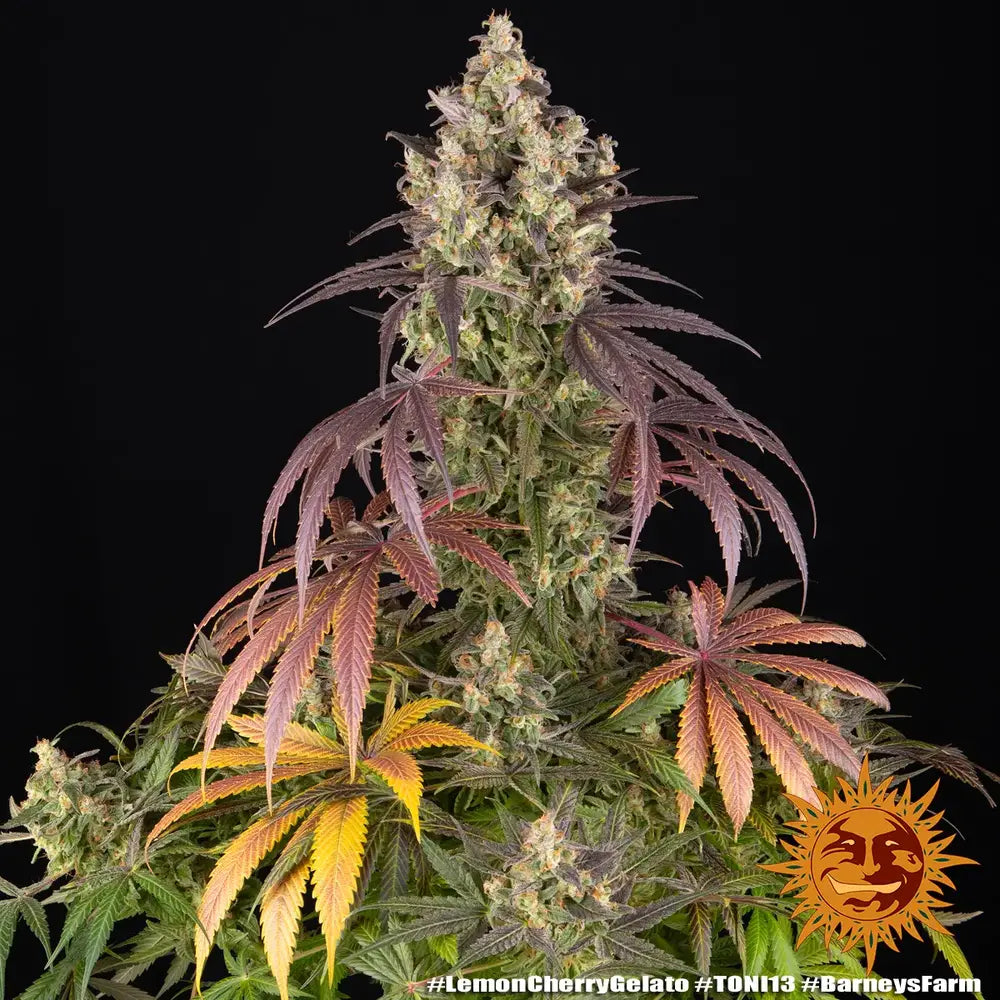 Lemon Cherry Gelato Strain, Sunset Sherbet Strain x Girl Scout Cookies Strain