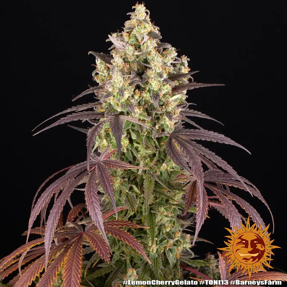 Lemon Cherry Gelato Strain, Sunset Sherbet Strain x Girl Scout Cookies Strain