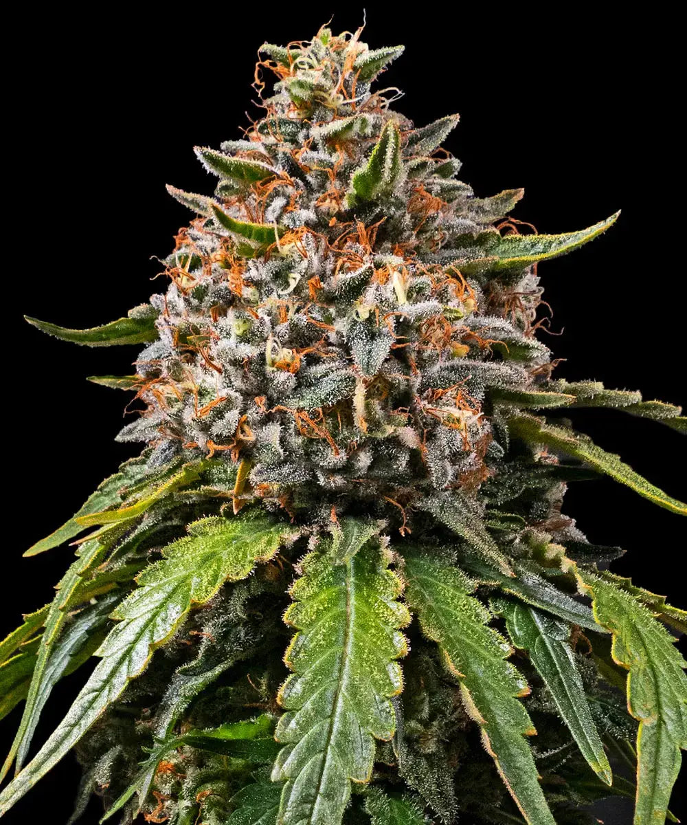 White Widow XXL Strain, Brazilian x South Indian
