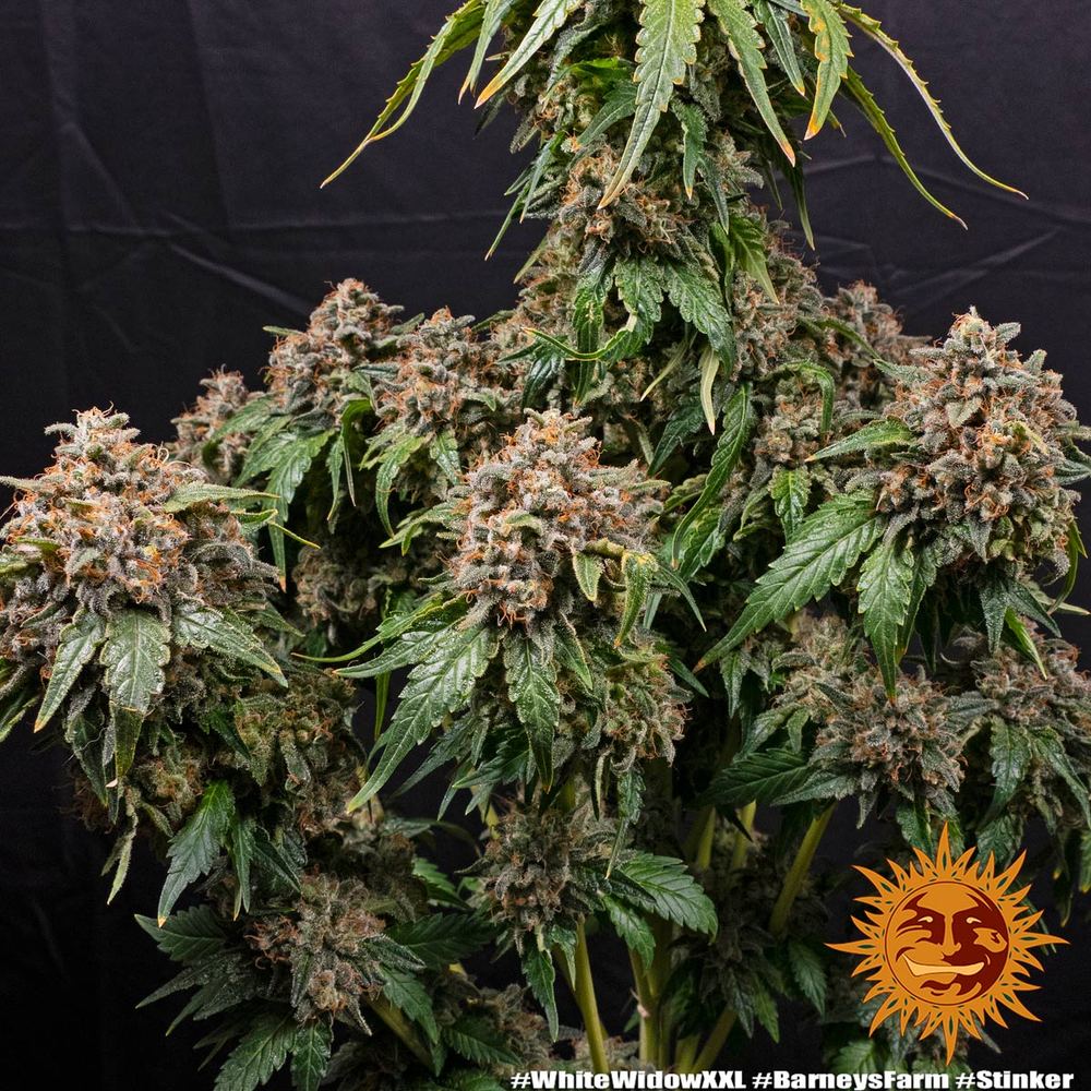 White Widow XXL Strain, Brazilian x South Indian