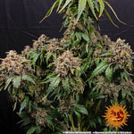 Bild in Galerie laden, White Widow XXL Strain, Brazilian x South Indian
