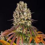 Bild in Galerie laden, Sour Diesel Strain, Super Skunk Strain x Chemdawg Strain