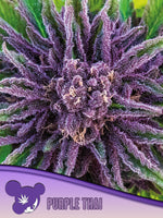 Bild in Galerie laden, Purple Thai, Landrassen