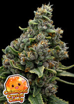 Bild in Galerie laden, Calamansi Crystal Candy, Paradise Punch x Calamansi