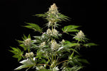 Bild in Galerie laden, Sunset Sherbet Go Fast, Sunset Sherbet (Girl Scout Cookies x Pink Panties) x Og Kush Auto