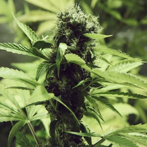 Northern Light aka Northern Lights, NL