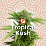 Bild in Galerie laden, Tropical Kush Samen - Feminisiert – EAZZY-SEEDS