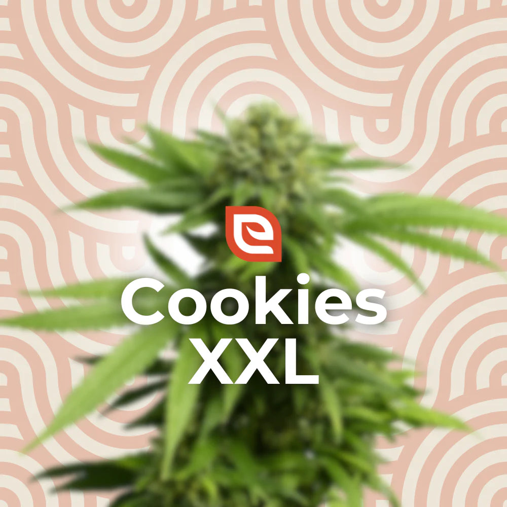 Cookies XXL Samen - Automatic – EAZZY-SEEDS